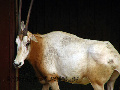 動物園学 千葉市：千葉市動物公園 学術紀要「ZOO SCIENCE JOURNAL（ZSH